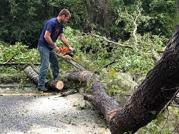 Reliable Scissors, TX Tree Services Solutions