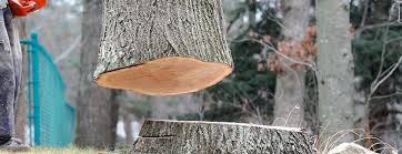 Best Commercial Tree Services  in Scissors, TX