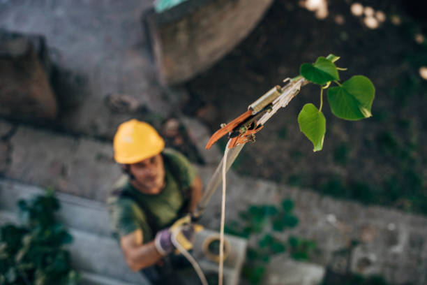 Best Lawn Maintenance Plans  in Scissors, TX