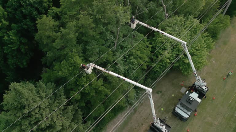 Reliable Scissors, TX Tree Services Solutions