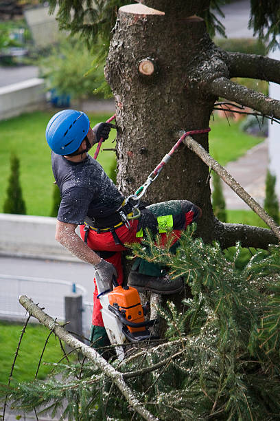 Best Emergency Tree Removal  in Scissors, TX