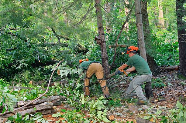 Seasonal Cleanup (Spring/Fall) in Scissors, TX