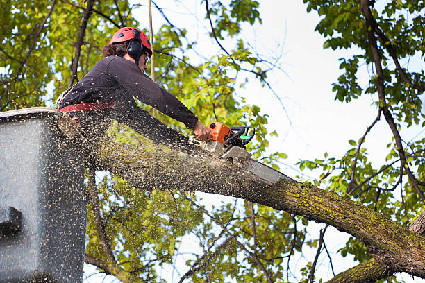 How Our Tree Care Process Works  in  Scissors, TX
