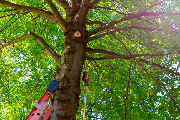 Best Tree Preservation Services  in Scissors, TX